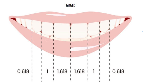 牙齿的黄金比例