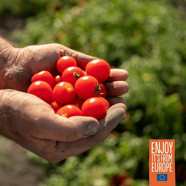 来自欧洲的保藏美味——欧洲红金番茄，怎么吃都好吃！
