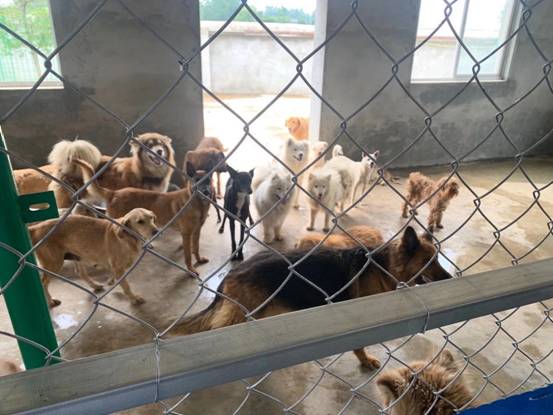 九华山宜青禅寺住持与他救的2500条流浪狗