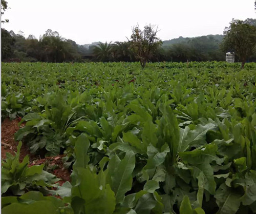 食叶草种植基地__副本.jpg