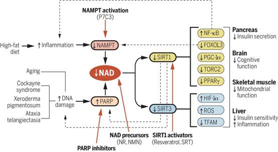 NAD+ in aging, metabolism, and neurodegeneration 