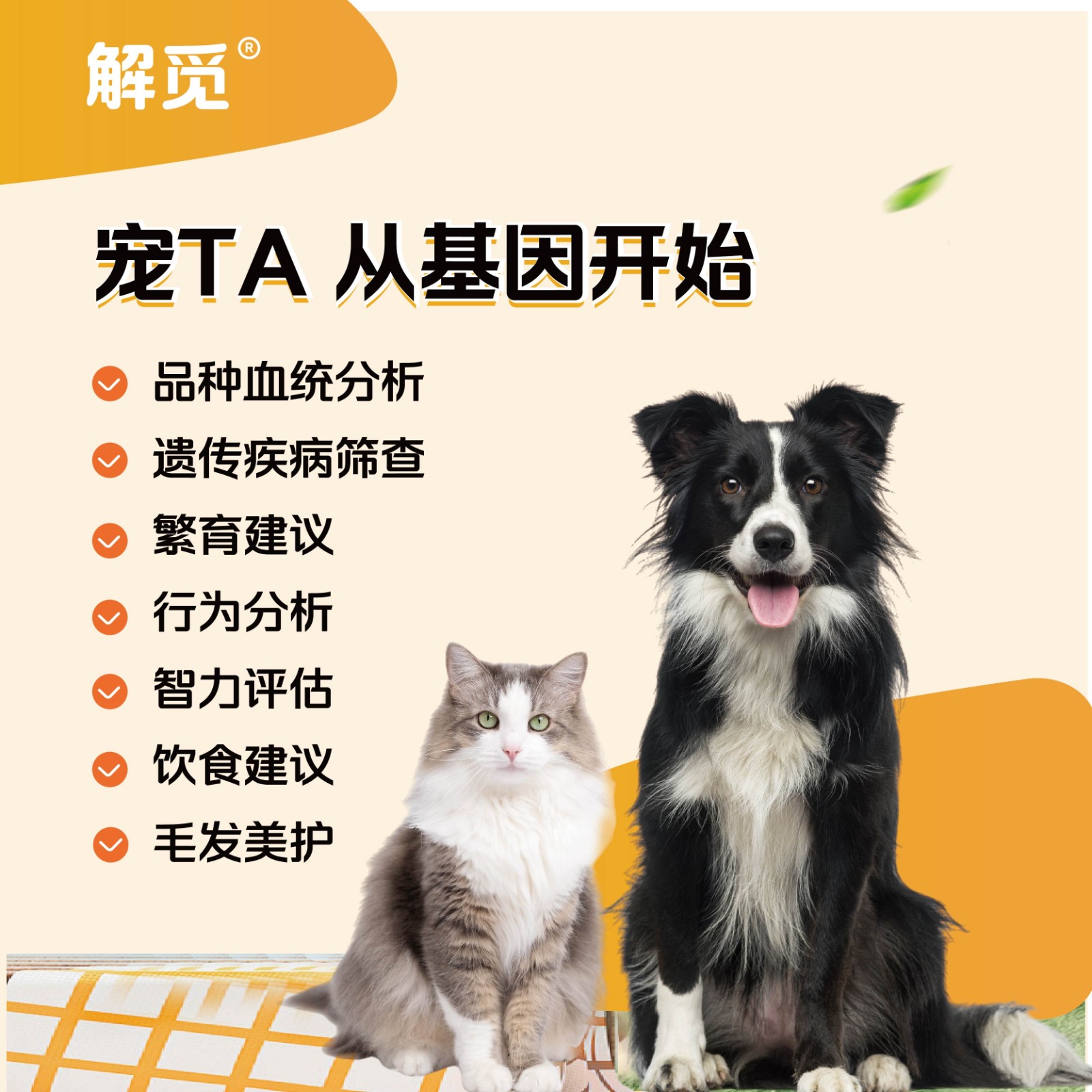 在家怎么看拉布拉多是否纯种？不用做宠物狗基因品种检测血统分析也能知道 商业资讯 第2张