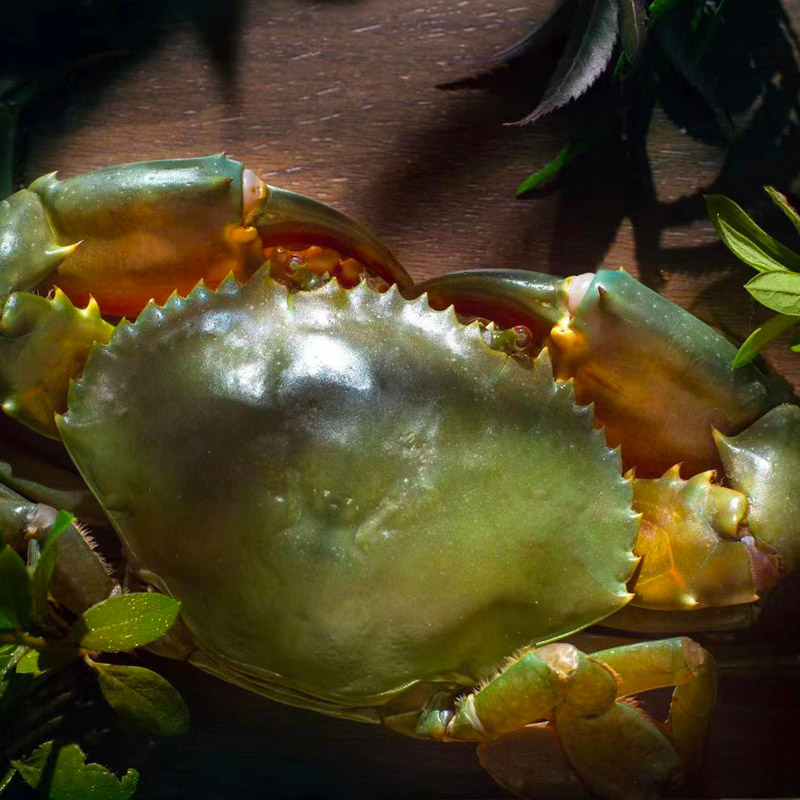 海寻湾：端午佳节美食，三门青蟹给你满满的美味感受！